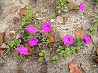 Petunia 'WonderWave Lavender' (1) (Photo F. Mrugala)